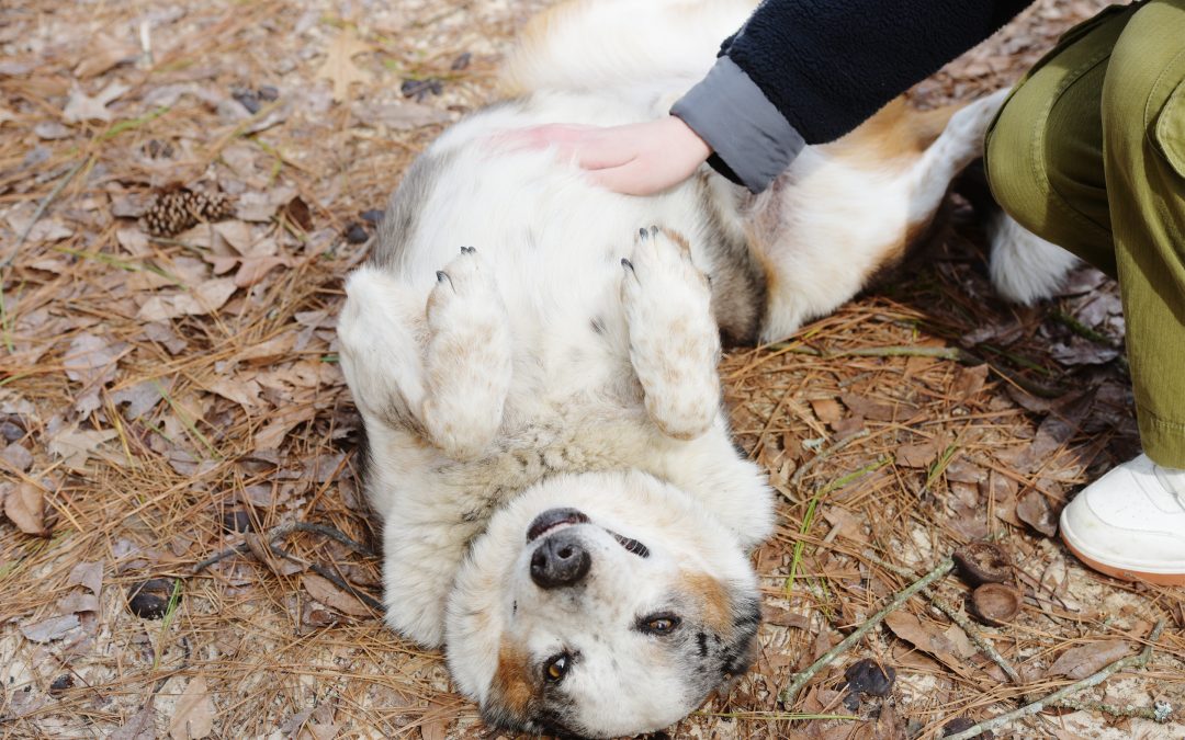Blue: The Heart of Deer Lake Cabins